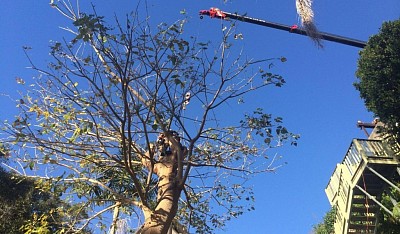 tree service