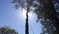 tree service
